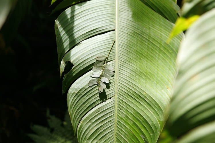 A small set of ferny leaves sitting on top of a large banana leaf. 