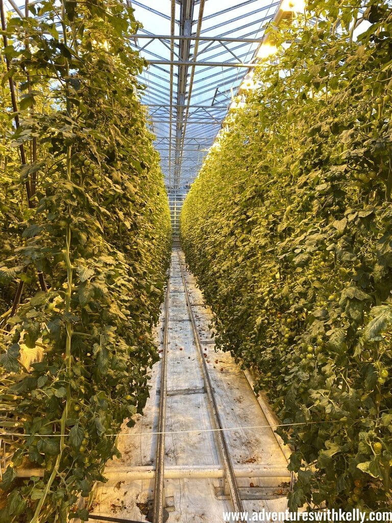 Dining amidst tomato plants at Friðheimar Tomato Farm.