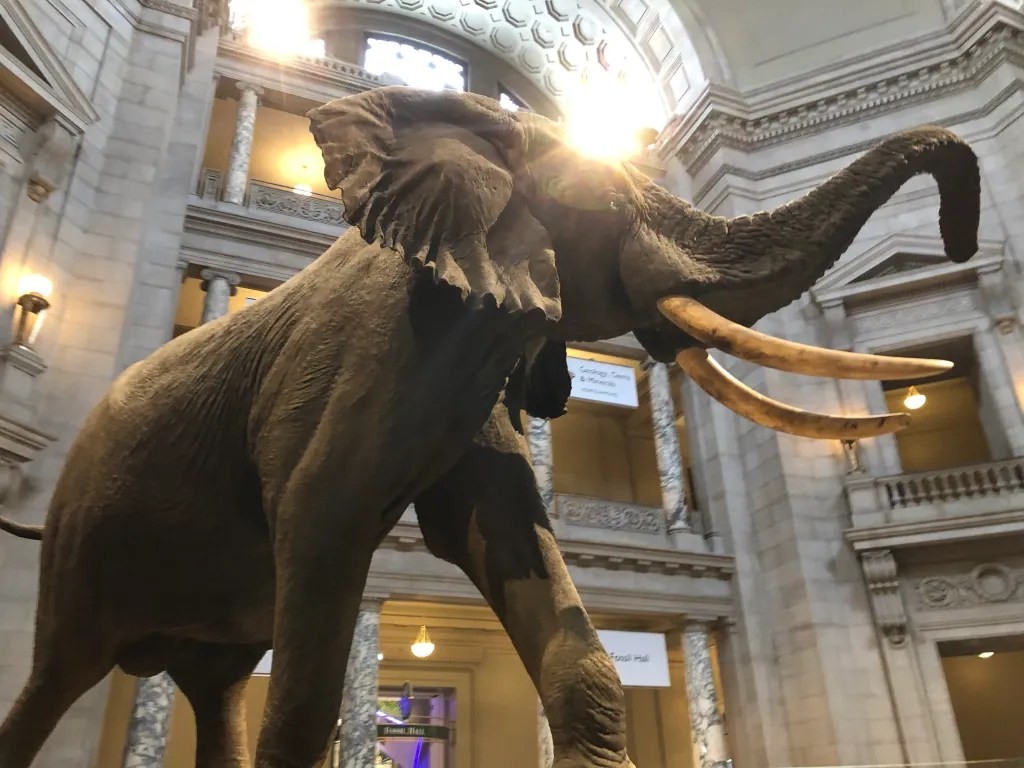 Exterior view of the Smithsonian Museum of Natural History in Washington DC, showcasing its grand architecture