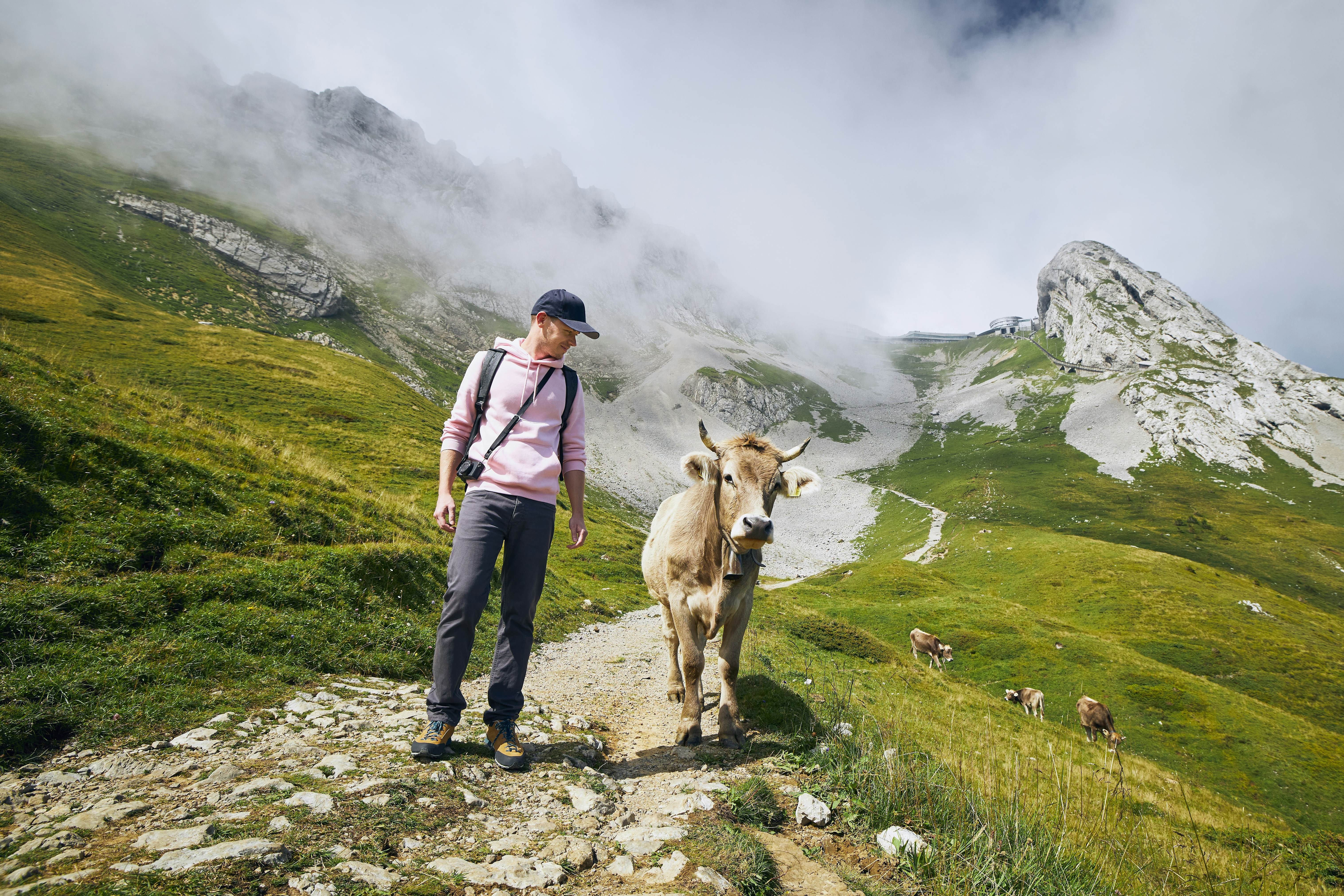 Young man walking with a Swiss cow on a mountain footpath on Mount Pilatus, Lucerne, Switzerland.