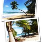 Palm trees swaying on the sandy shore of Las Terrenas beach in the Dominican Republic