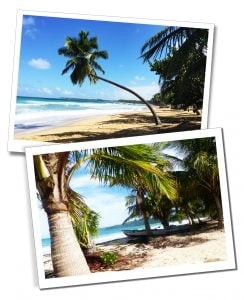 Palm trees swaying on the sandy shore of Las Terrenas beach in the Dominican Republic