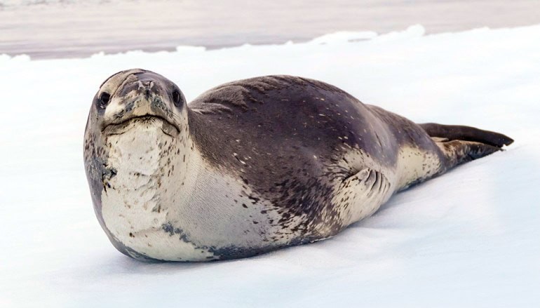 Another view of a leopard seal in Antarctica, highlighting its sleek body and predatory gaze.