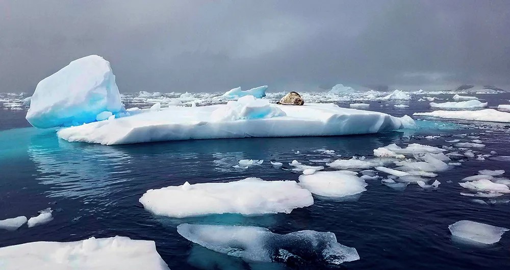 A leopard seal rests on the Antarctic ice, exhibiting its powerful build and spotted coat.