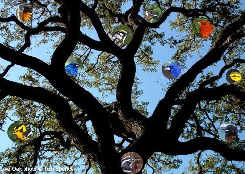 Illustration of a live oak tree teeming with various songbirds, a typical migrant trap scene.