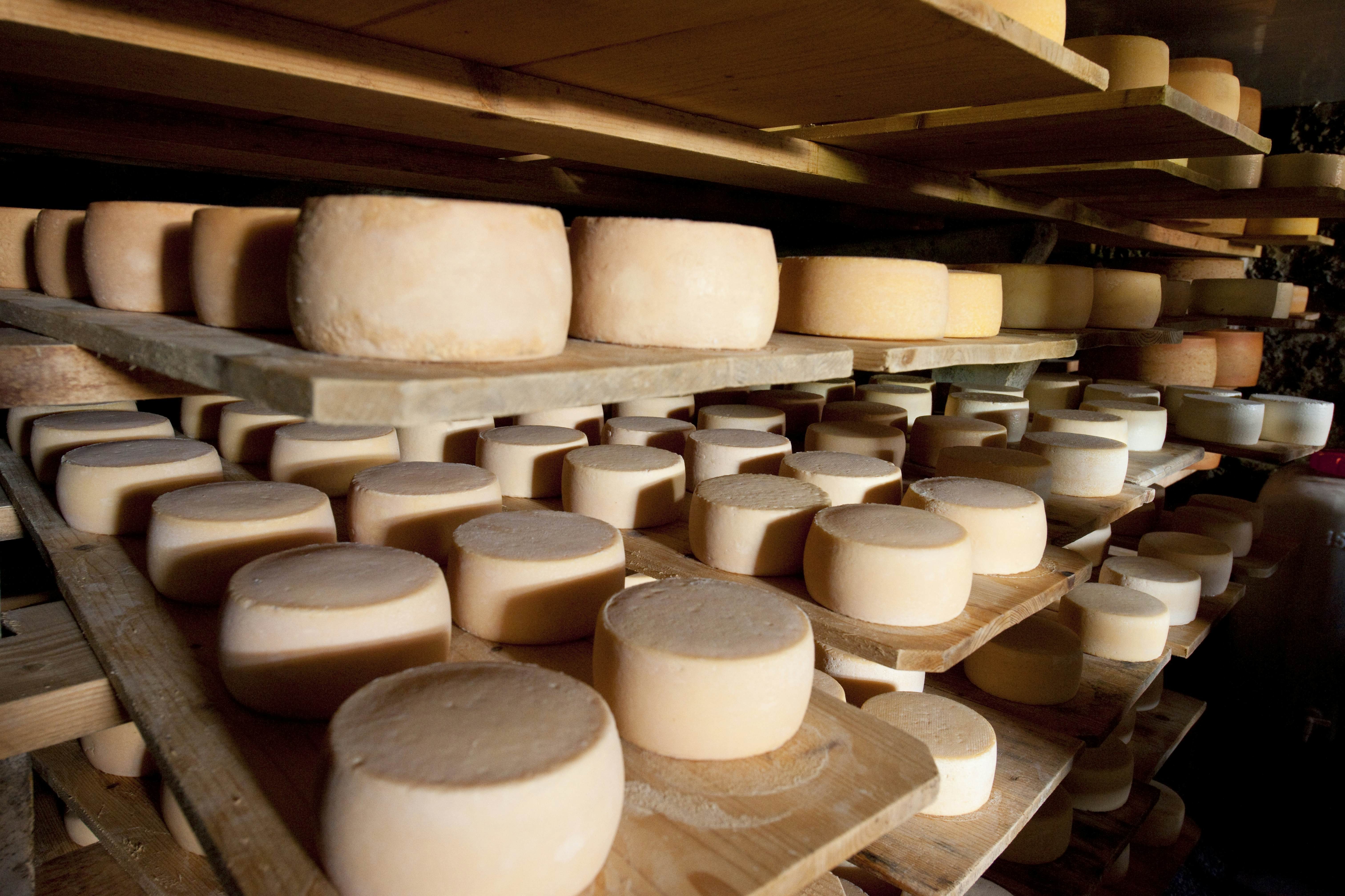 Appenzeller cheese in storage in Switzerland.