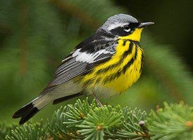 Magnolia Warbler perched on a branch, representing long-distance migrants.