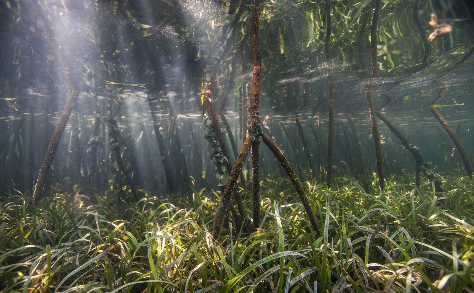 Tile image for Mangrove Forests ecosystem.