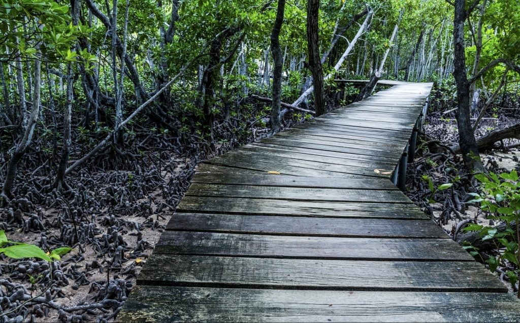 Mangrove forests depicted in a travel poster style, showcasing the unique appeal of these coastal ecosystems for tourism.