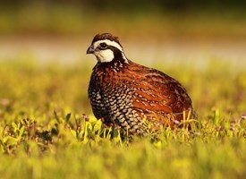 Northern Bobwhite quail standing in grassy habitat, representing short-distance migrants.