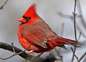 Northern Cardinal perched on a branch, representing permanent resident birds.