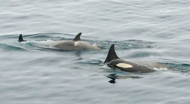 Orcas swim in the Antarctic waters, showcasing their distinctive markings and dorsal fins.