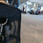 Oreo in a Sherpa Original Deluxe pet carrier in the Denver International Airport.