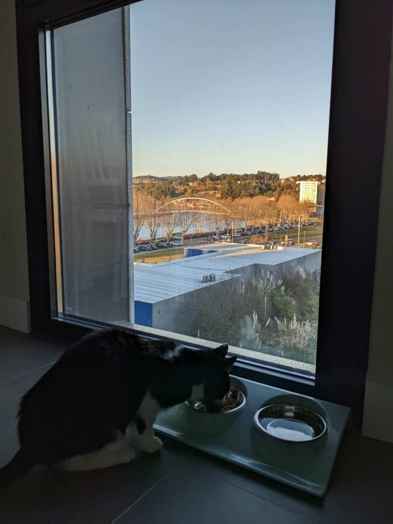 Oreo eating Spanish cat food in his new home in Galicia.