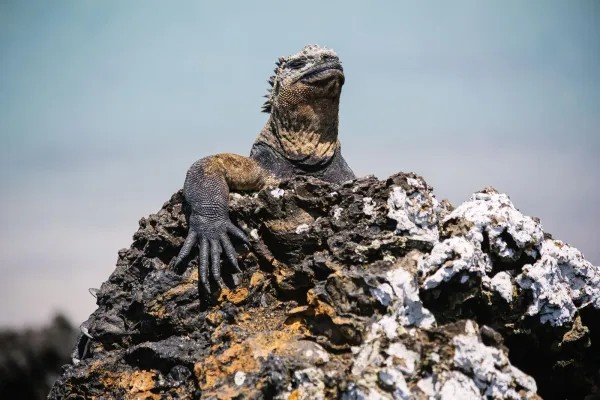 Marine Iguana, Galapagos Islands