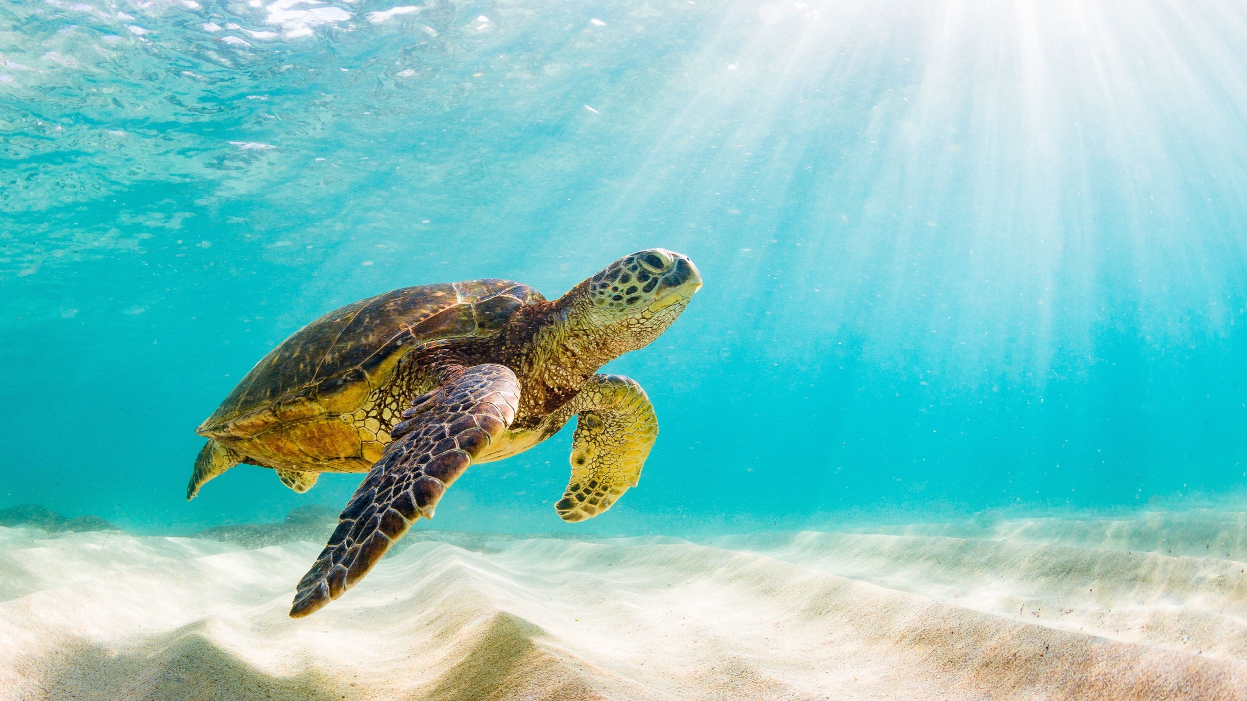 A green sea turtle swimming in the ocean, an adventure travel for animal enthusiasts.