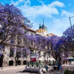 Purple jacaranda trees in bloom alongside a Mexico City street with a domed building in the background