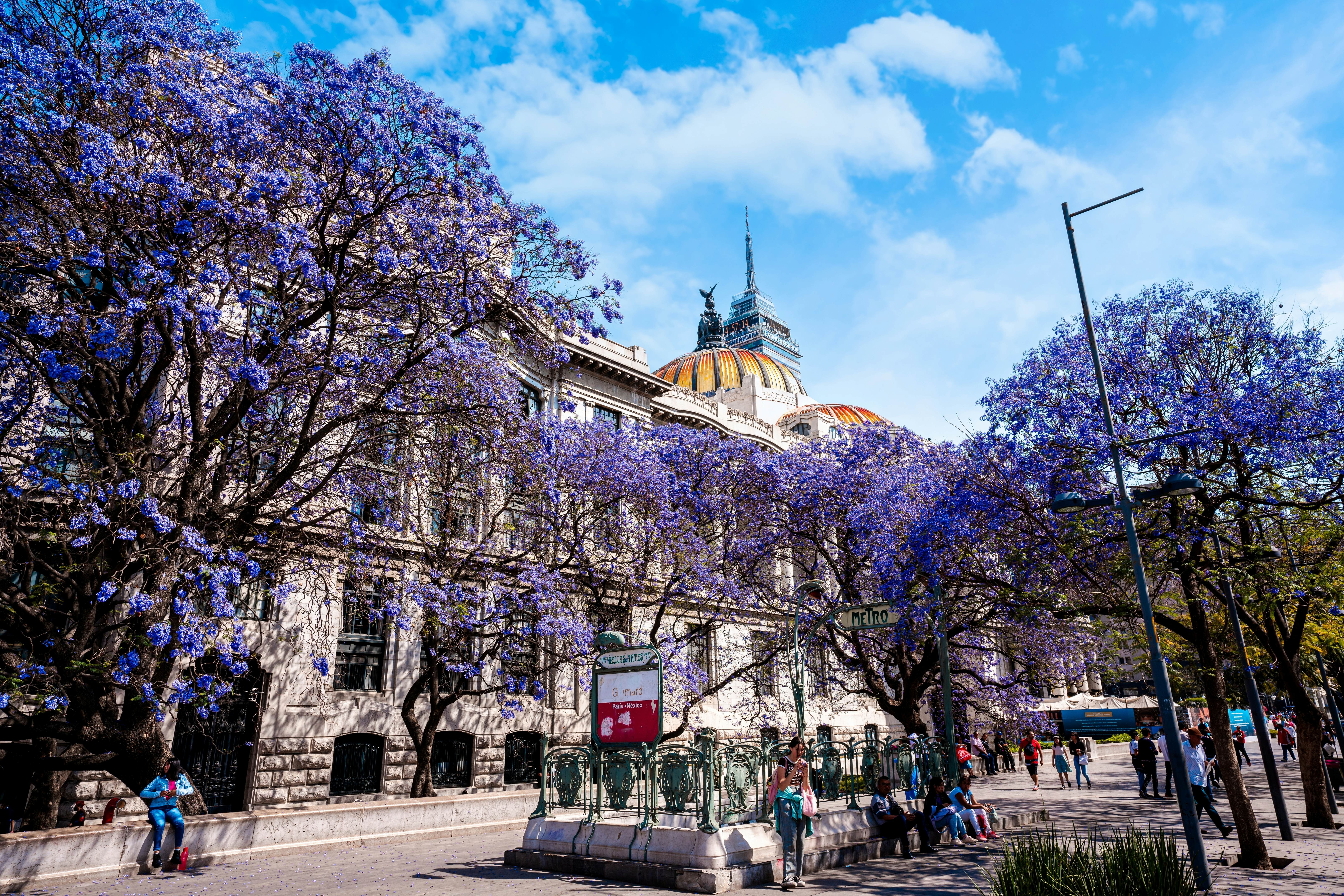 Purple jacaranda trees in bloom alongside a Mexico City street with a domed building in the background