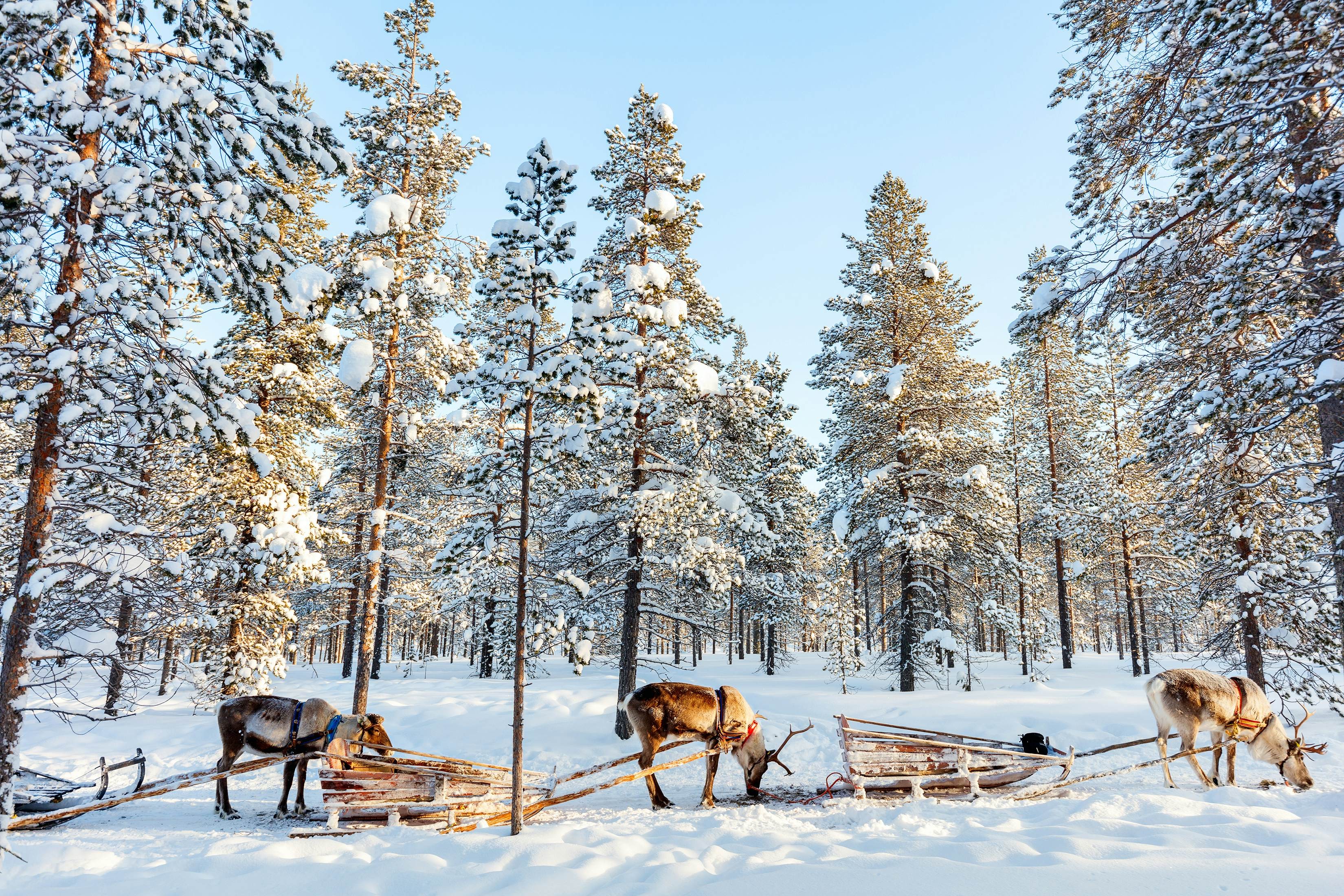 Reindeer relax and eat from troughin a winter forest in Finnish Lapland.