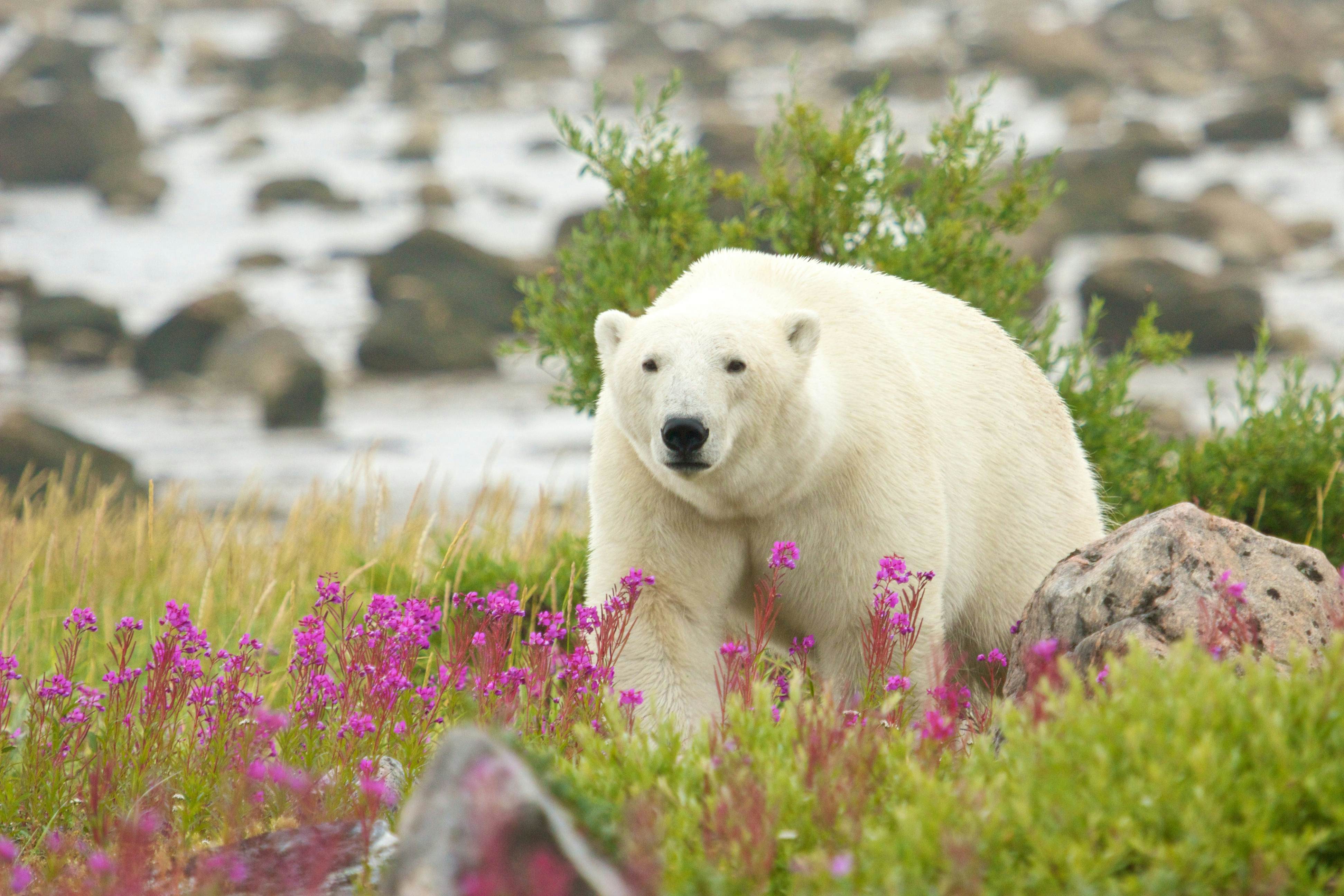 Polar Bear in Churchill Manitoba Tundra