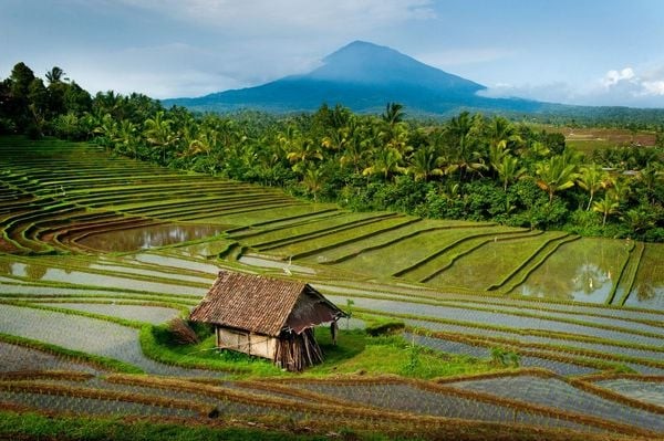 Rice Terraces, Bali