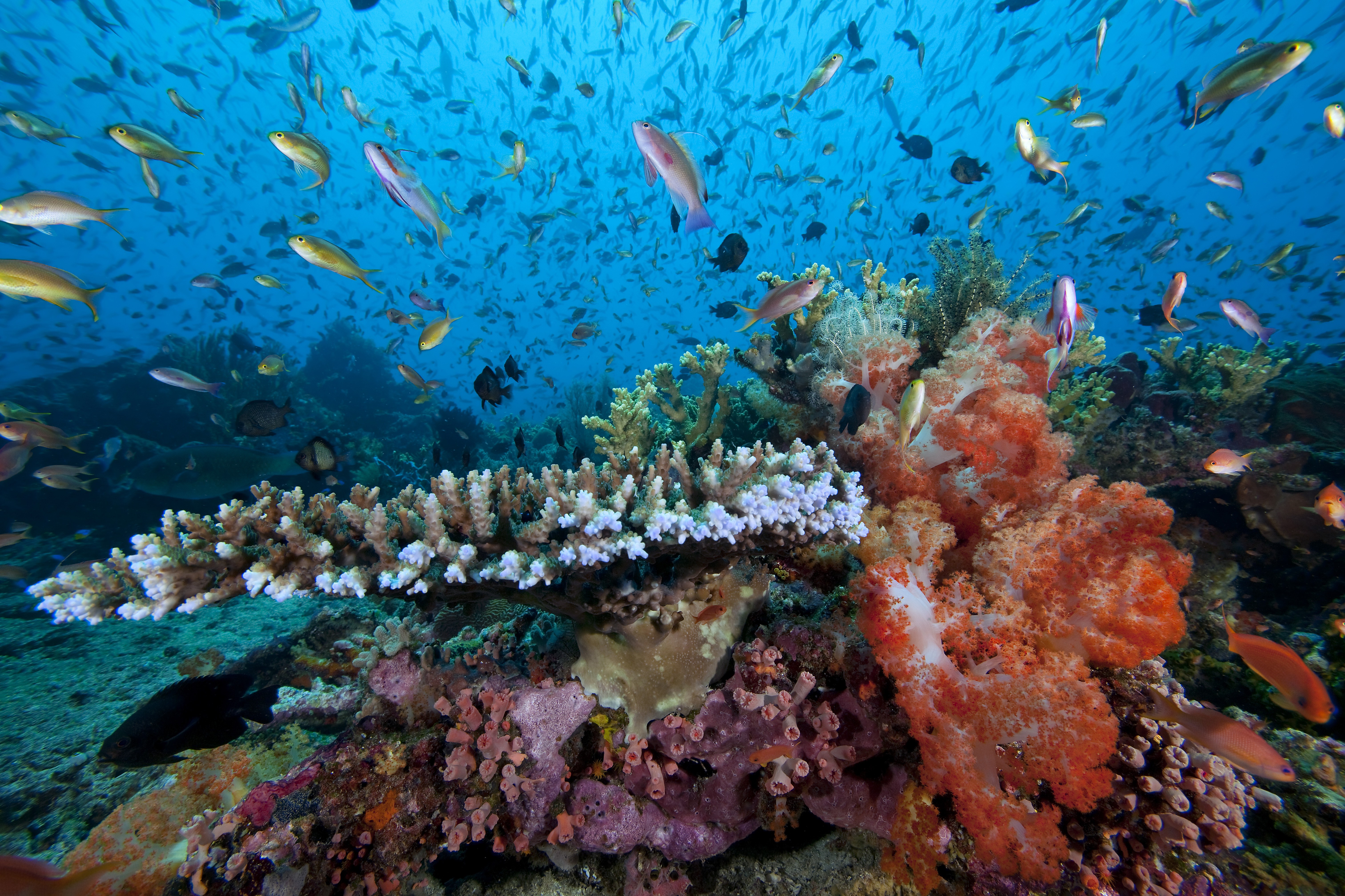 Collage of ecosystem tiles: Coral Reefs, Mangrove Forests, and Other Ecosystems, visually summarizing the diversity of marine biomes relevant to tourism.