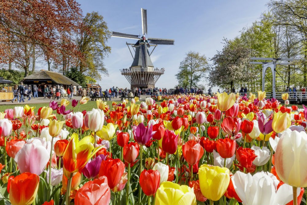 A vibrant field of colorful tulips in full bloom, stretching towards a traditional Dutch windmill in Keukenhof Gardens, Netherlands, under a bright blue sky, epitomizing the iconic spring scenery of the country