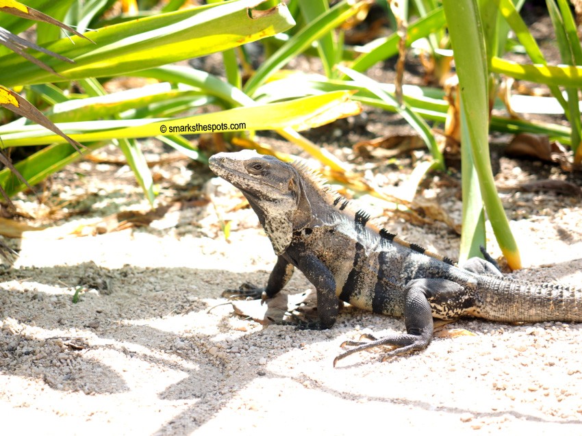 Sandy roads and palm trees in Tulum's beach area, showcasing the tropical charm of these popular Mexico travel spots.