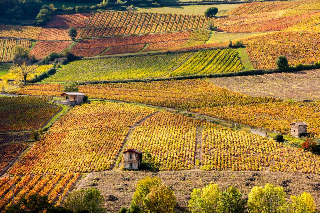 A picturesque patchwork of russet-colored vineyards stretches across the landscape near Beaujeu, in the Beaujolais region of France.