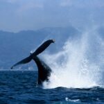 A humpback whale breaches at Puerto Vallarta