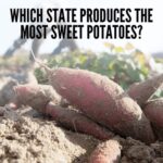 Major Sweet Potato Producing States in the USA, highlighting North Carolina