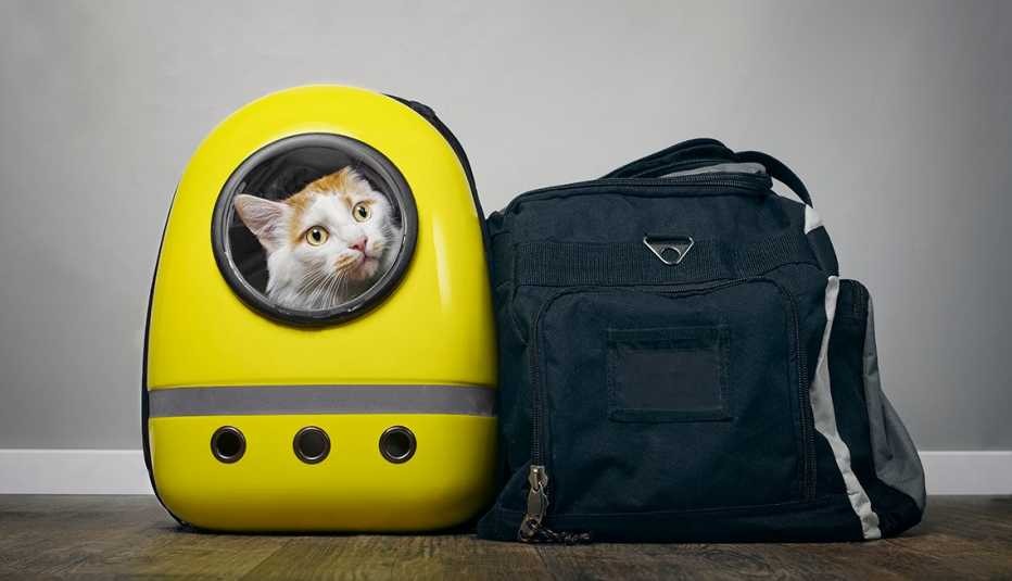 A cat is comfortably situated in a yellow carrier, accompanied by a backpack, suggesting readiness for travel