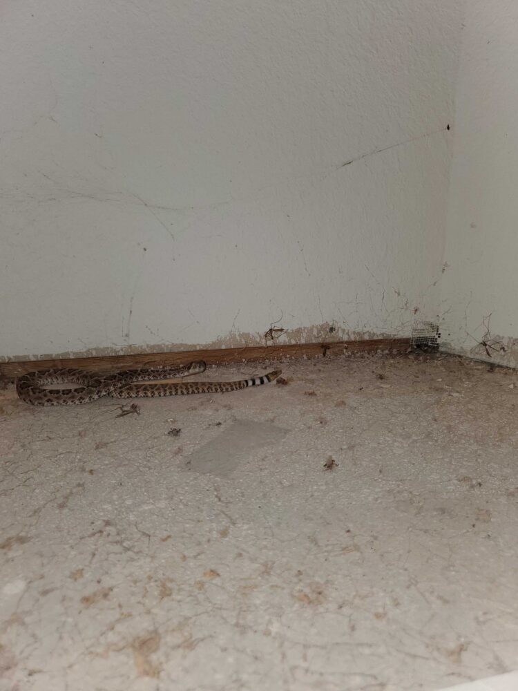 Western Diamondback Rattlesnake under kitchen cabinets