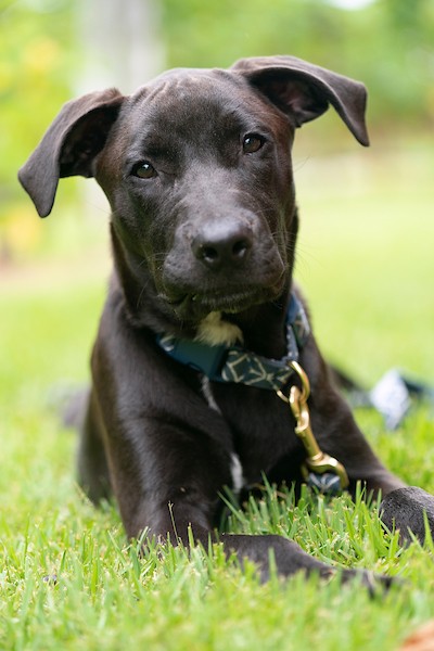 A black dog relaxing in the grass on a sunny day