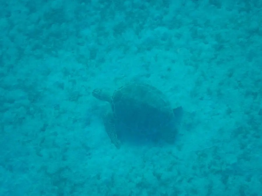 Swimming with sea turtles in Barbados