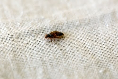 Bed Bug Prevention Habits