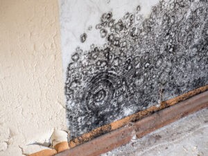 Black mold on a wall, emphasizing the need for professional mold removal