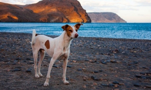 Canarian hound on a beach in Lanzarote, Spain