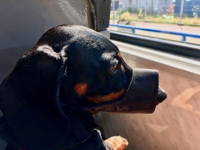 Best dog muzzles