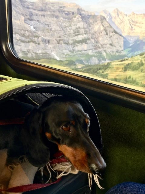 Dog friendly european train