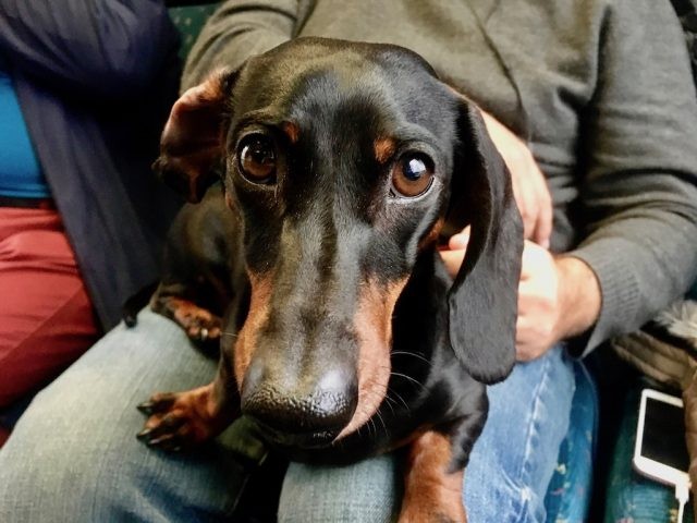 Dog on train lap