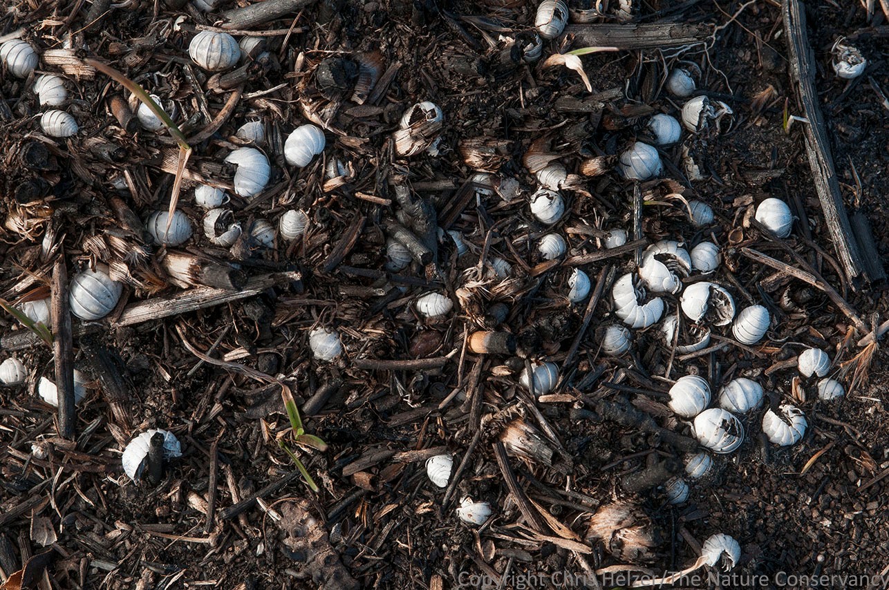 Concentrations of dead pill bugs scattered across a prairie, suggesting localized impact from environmental factors