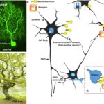 Neurons Transmitting Messages