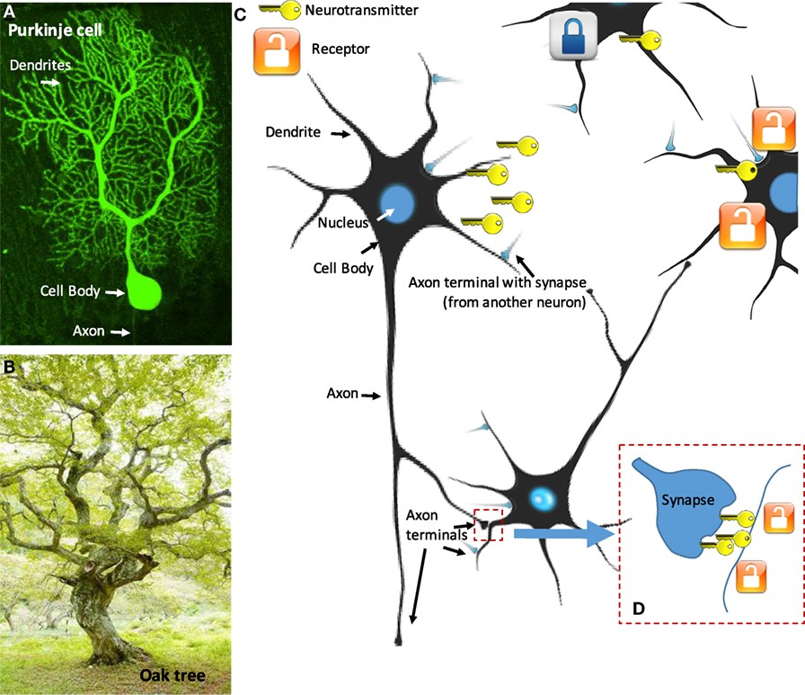 Neurons Transmitting Messages