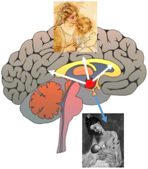Oxytocin's Dual Action