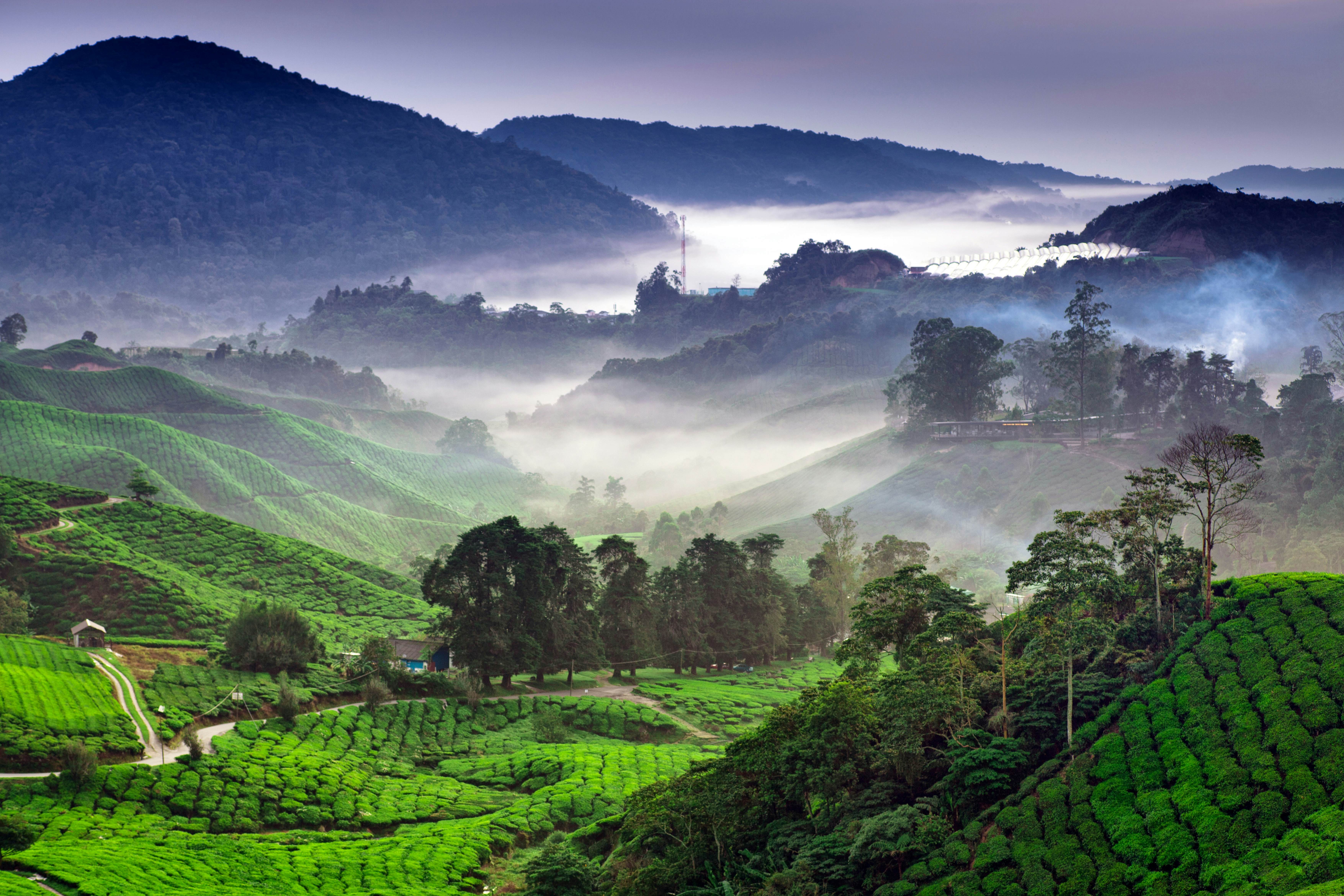Misty valleys and mountainous landscape in Cameron Highlands