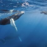 Humpback whales breaching in Samana Bay, Dominican Republic. Witness the majestic humpback whales during their breeding season in Samana Bay.