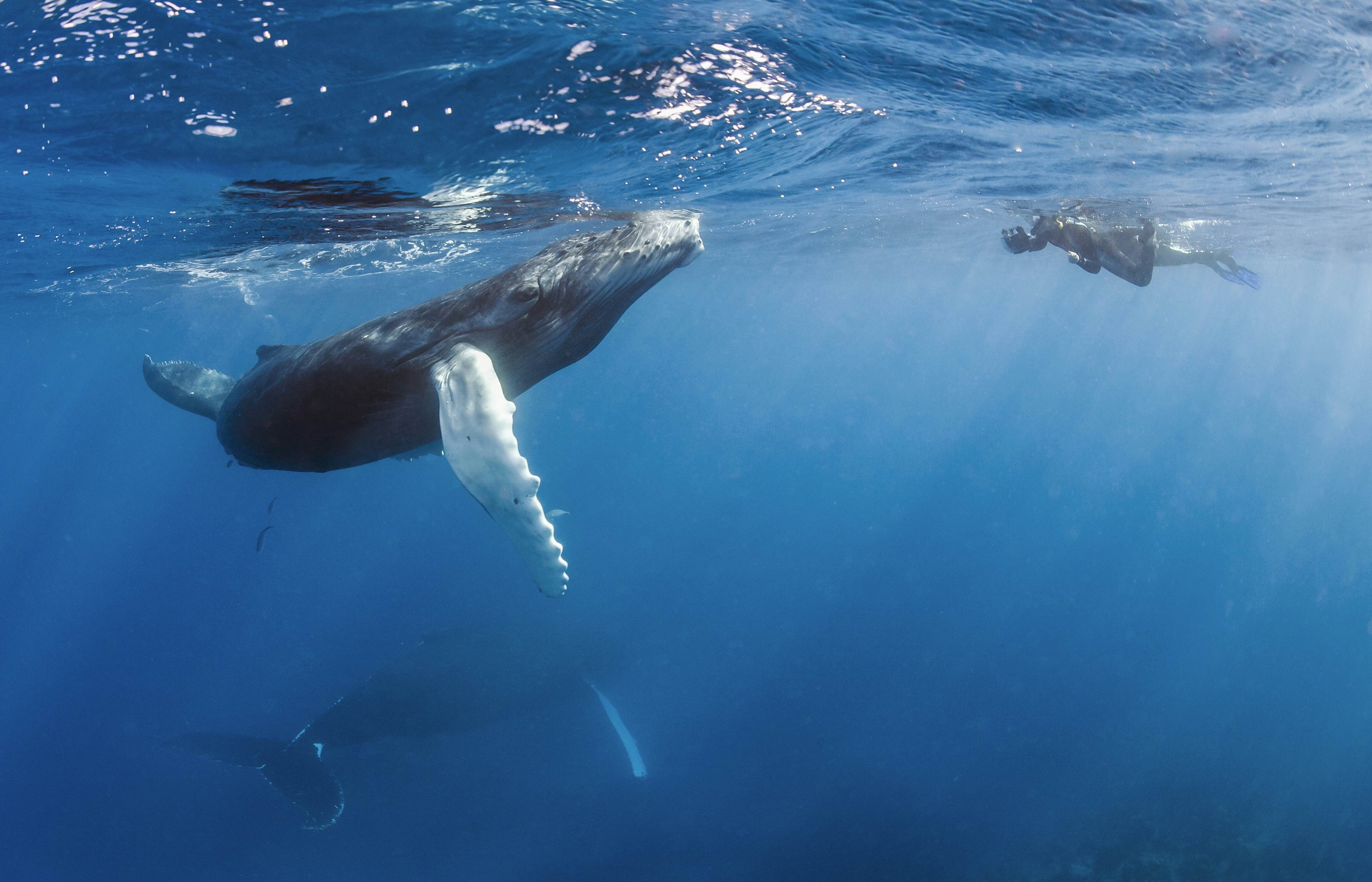 Humpback whales breaching in Samana Bay, Dominican Republic. Witness the majestic humpback whales during their breeding season in Samana Bay.