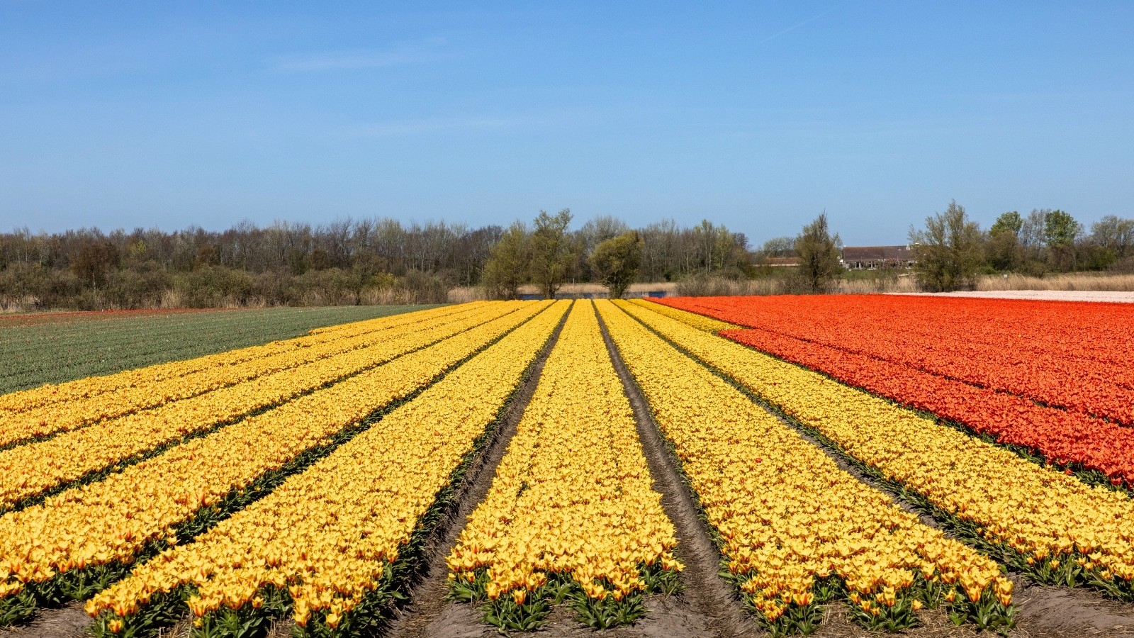 Tulip fields in Lisse, Netherlands