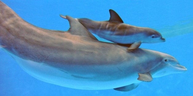 A map illustrating dolphin migration routes